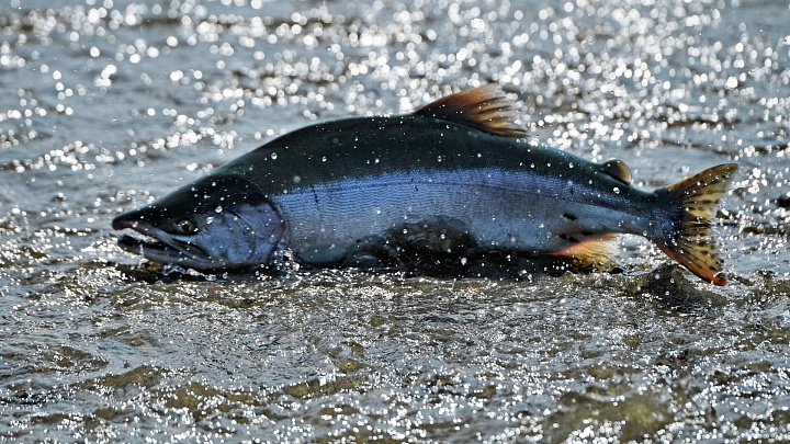 Магаданские рыбаки выловят в этом году десять тысяч тонн лосося