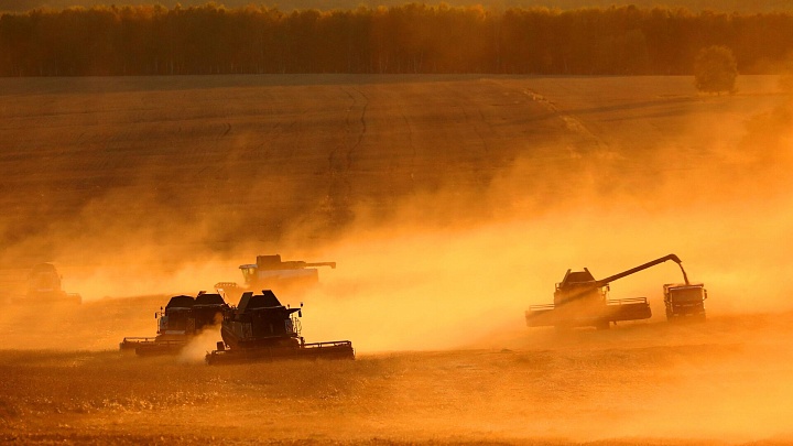 В России начали окрашивать пшеницу на экспорт
